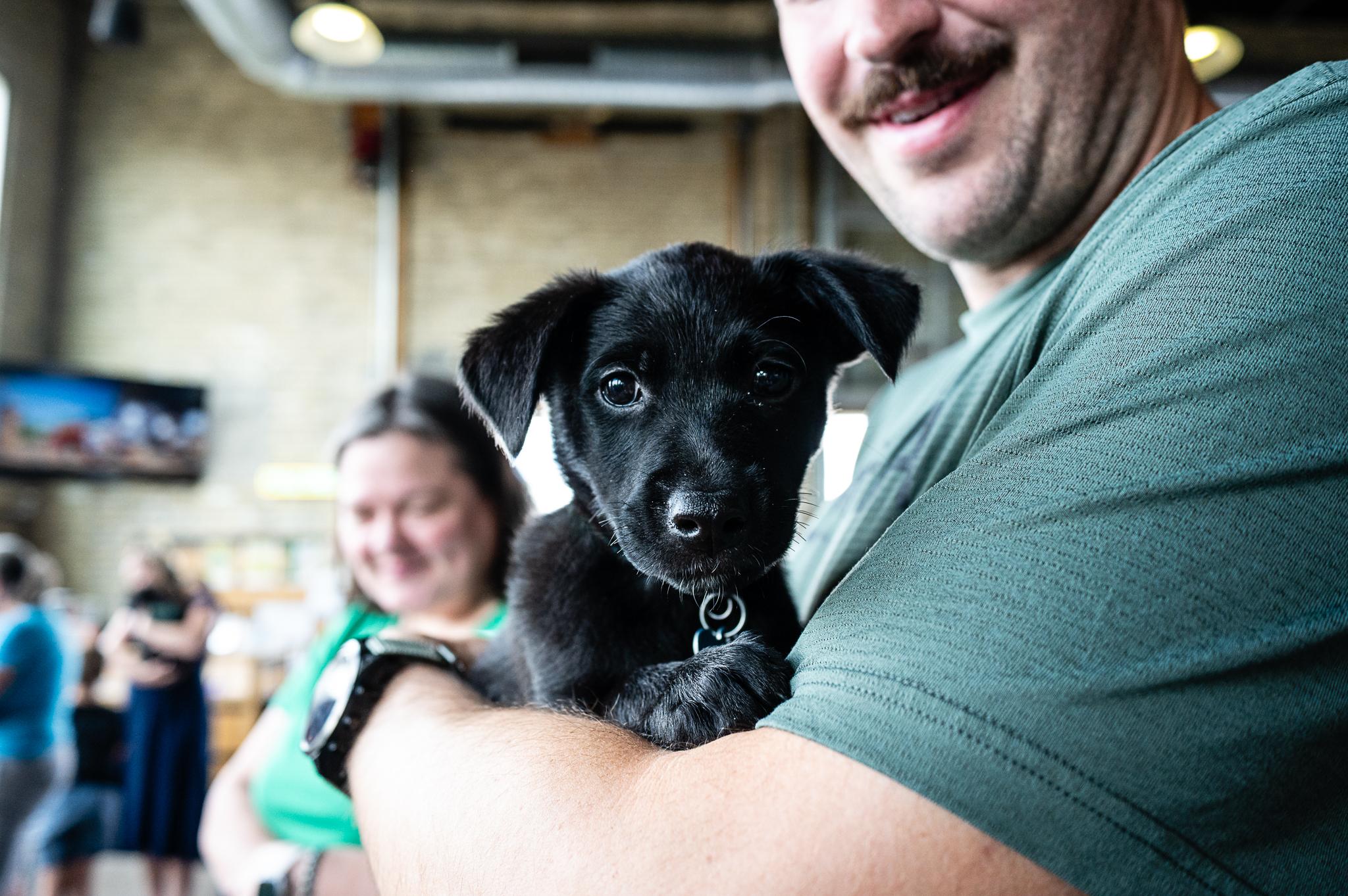 Haven, a Adoptable mixed breed in Minneapolis, MN image 2/6
