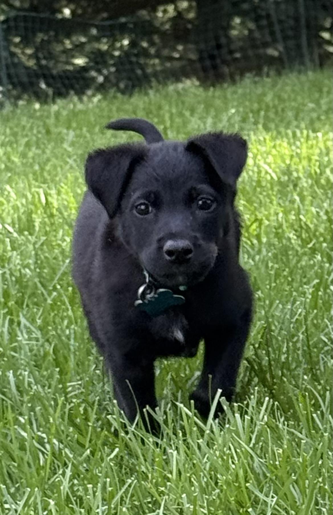 Haven, a Adoptable mixed breed in Minneapolis, MN image 6/6