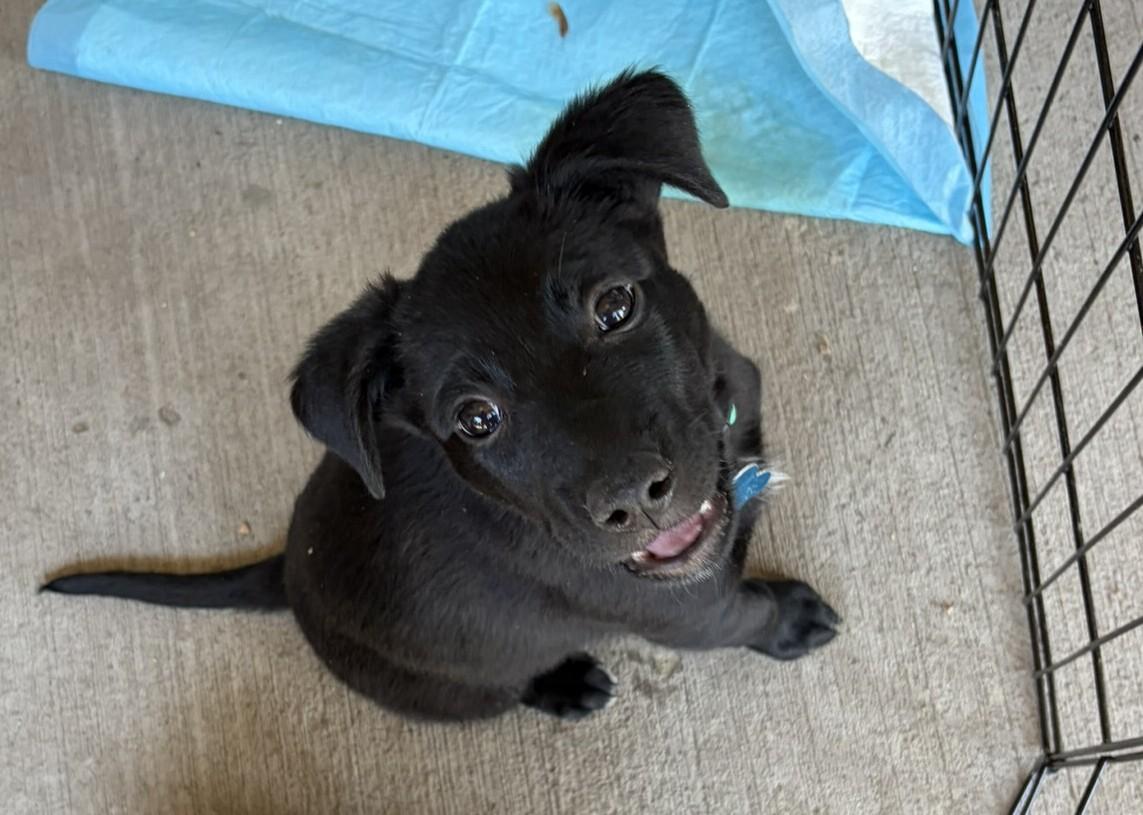 Haven, Adoptable, Puppy Male Retriever & Mixed Breed.