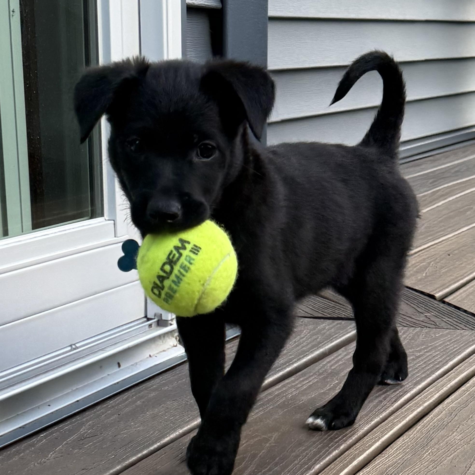 Haven, a Adoptable mixed breed in Minneapolis, MN image 4/6