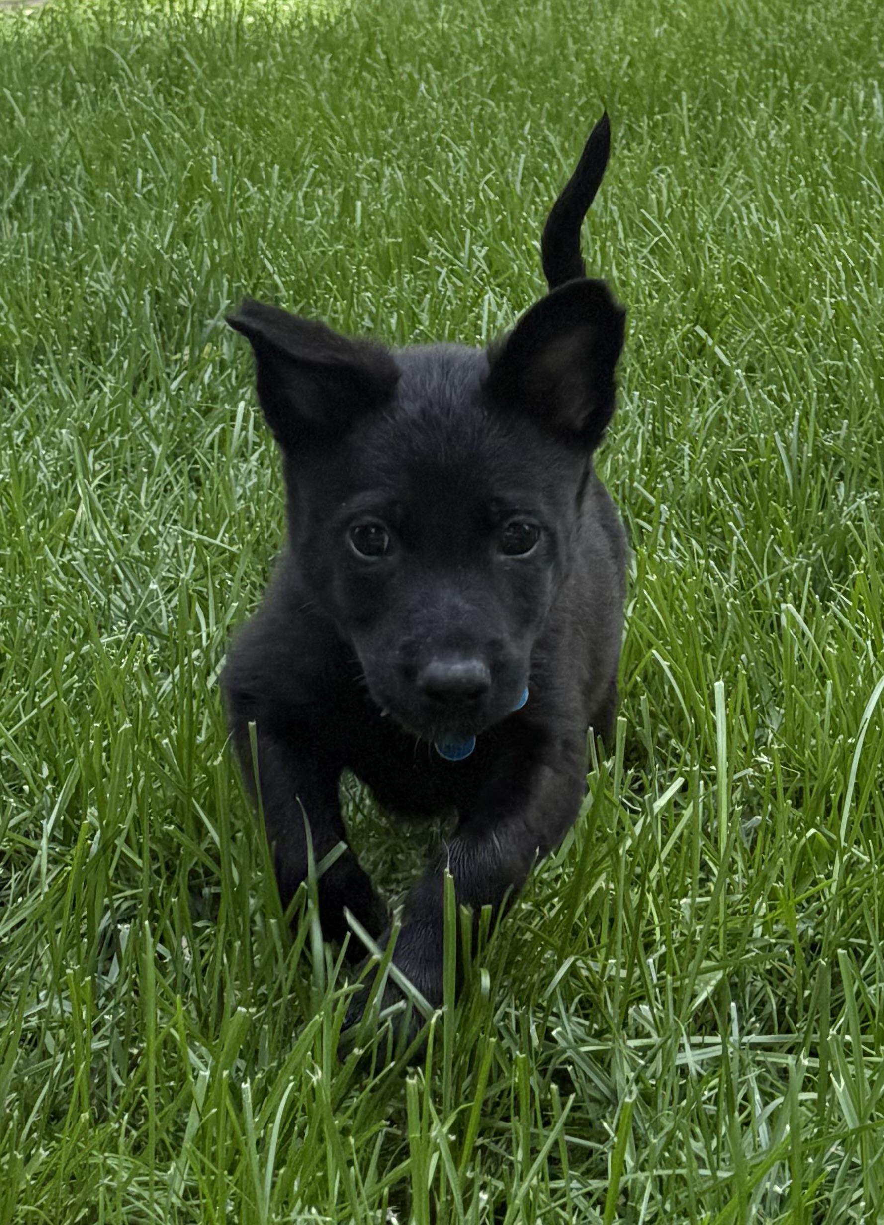 Haven, a Adoptable mixed breed in Minneapolis, MN image 5/6