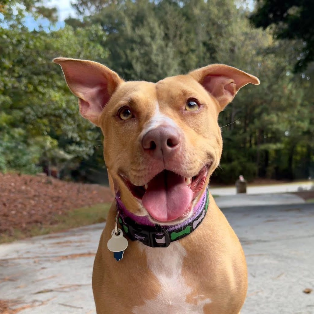 Honey, Adoptable, Adult Female Pit Bull Terrier.