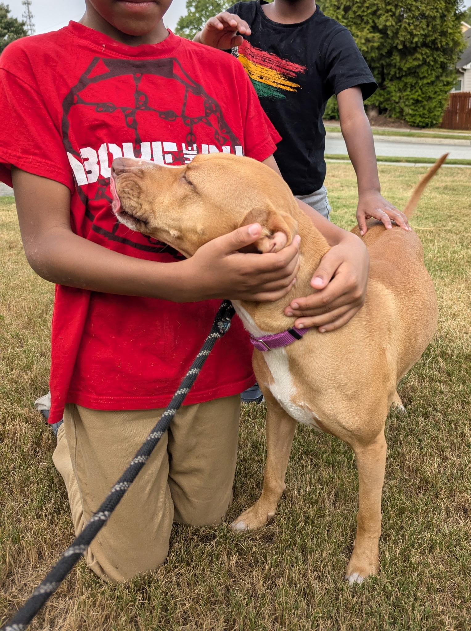 Honey, a Adoptable mixed breed in Lawrenceville, GA image 6/6
