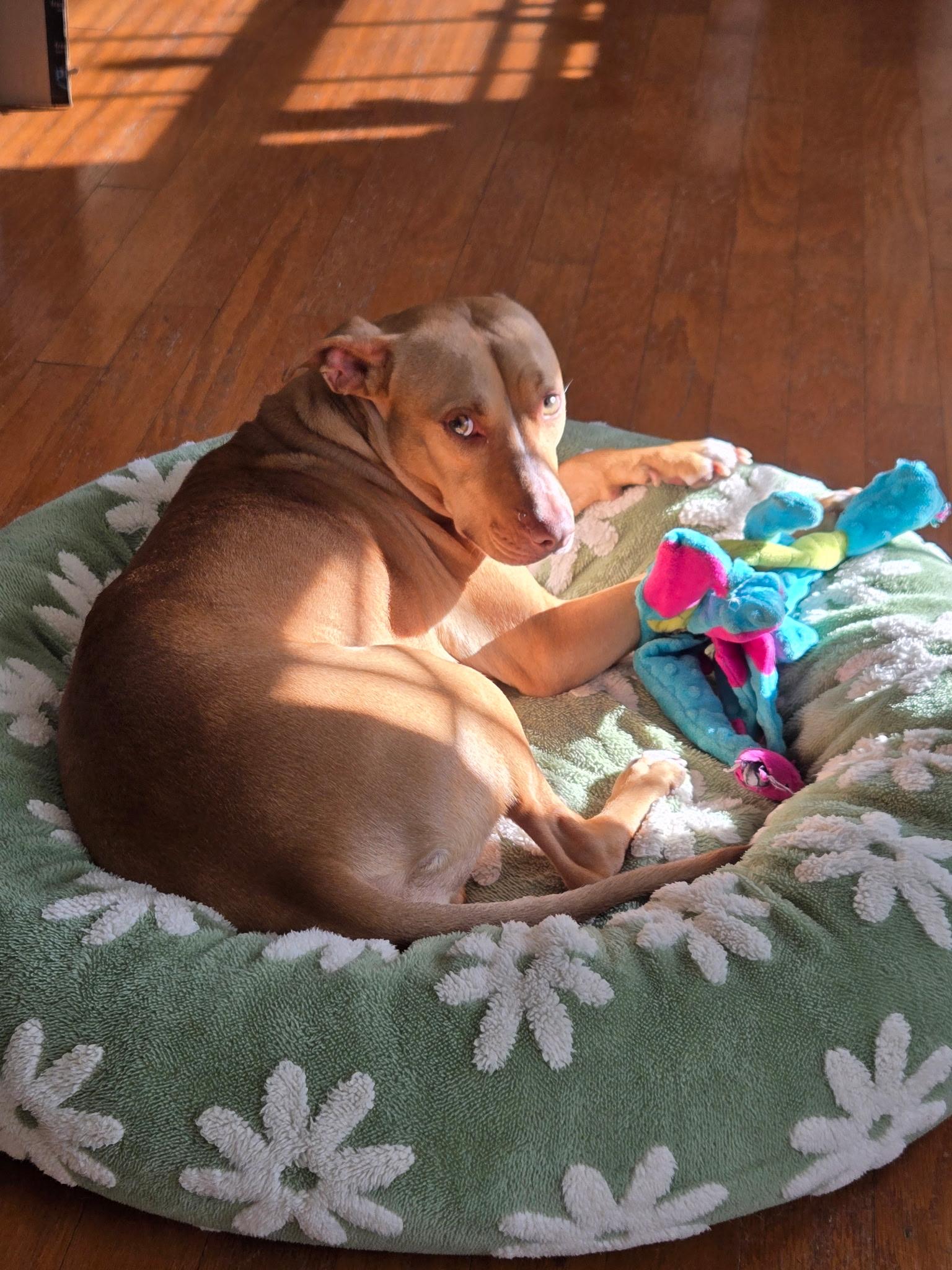 Honey, a Adoptable mixed breed in Lawrenceville, GA image 2/6