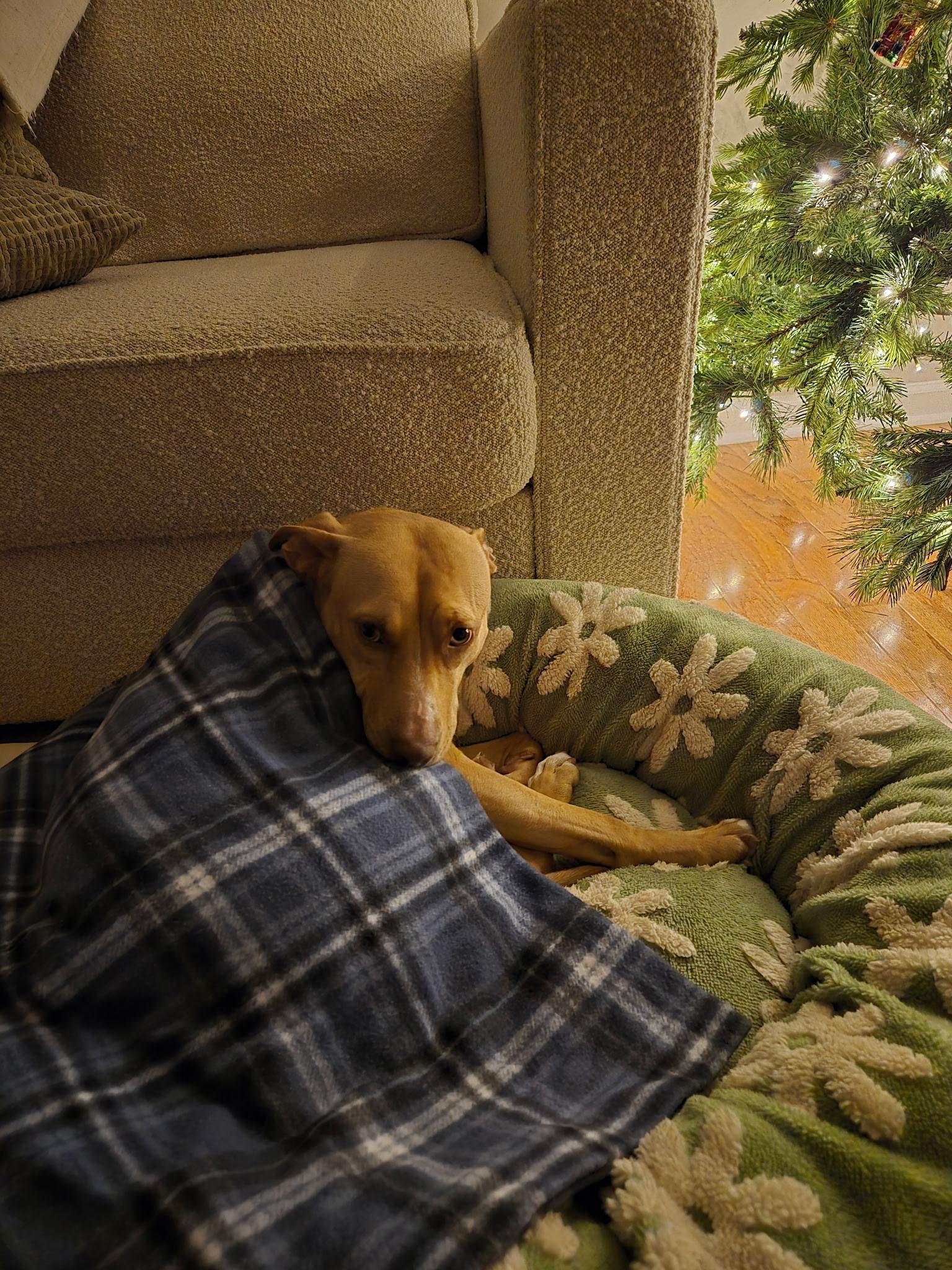 Honey, a Adoptable mixed breed in Lawrenceville, GA image 5/6