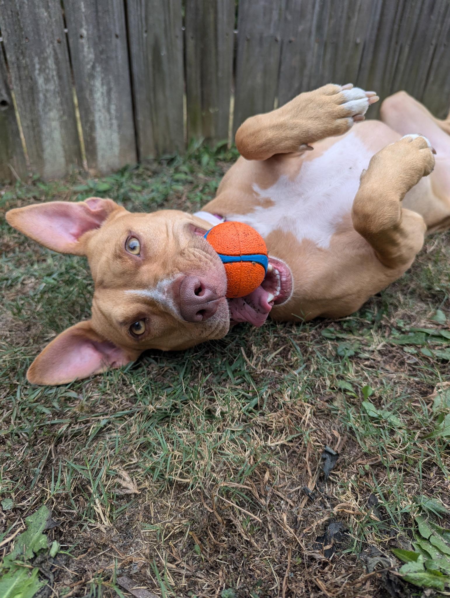 Honey, a Adoptable mixed breed in Lawrenceville, GA image 4/6
