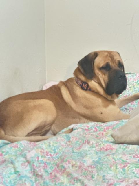 Moose, ADOPTABLE, Adult Male Mastiff.