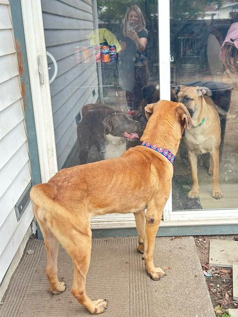 Enlarge Moose, a ADOPTABLE Mastiff in Petaluma, CA image 4/6