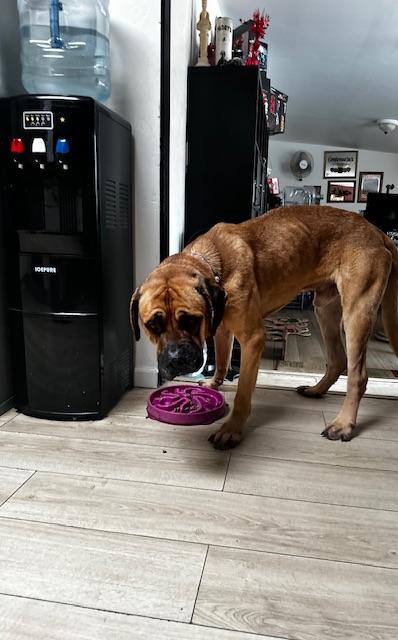 Enlarge Moose, a ADOPTABLE Mastiff in Petaluma, CA image 3/6