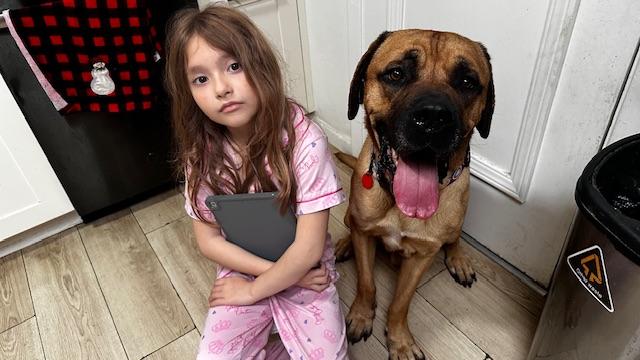 Enlarge Moose, a ADOPTABLE Mastiff in Petaluma, CA image 1/6