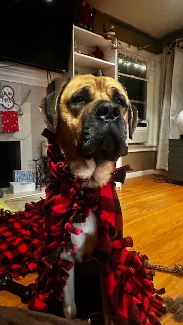 Enlarge Moose, a ADOPTABLE Mastiff in Petaluma, CA image 5/6