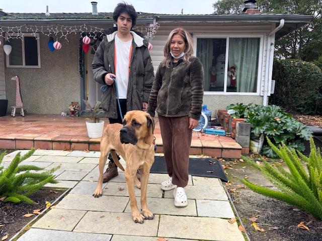 Enlarge Moose, a ADOPTABLE Mastiff in Petaluma, CA image 2/6