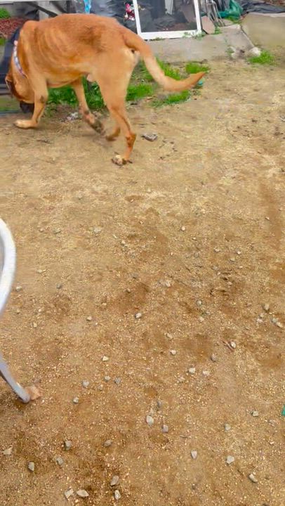Enlarge Moose, a ADOPTABLE Mastiff in Petaluma, CA video 6/6