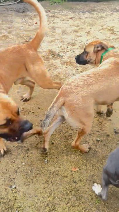 Enlarge Moose, a ADOPTABLE Mastiff in Petaluma, CA video 6/6