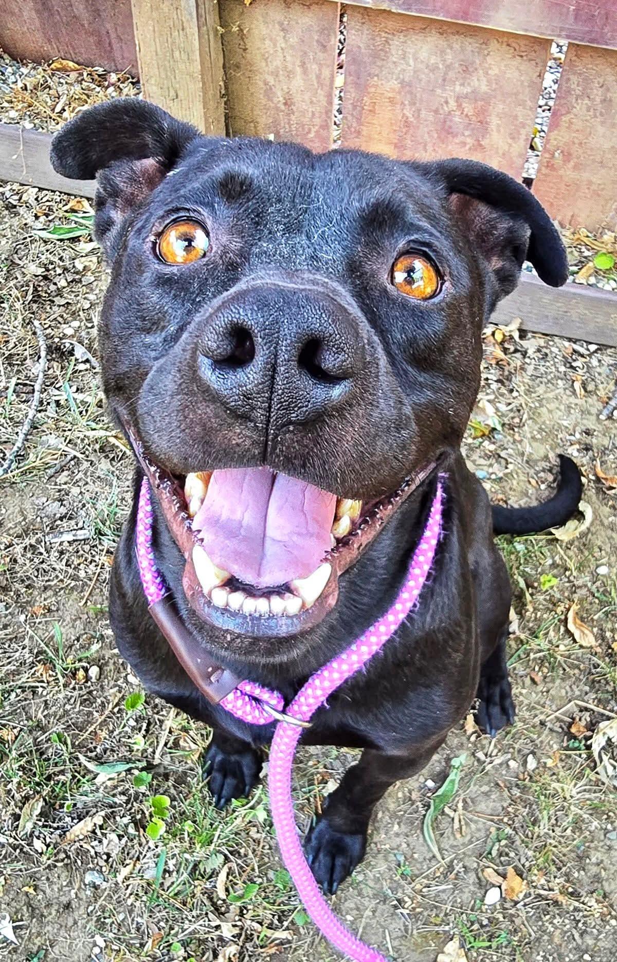 Gino, a Adoptable mixed breed in Cottonwood, CA image 2/4