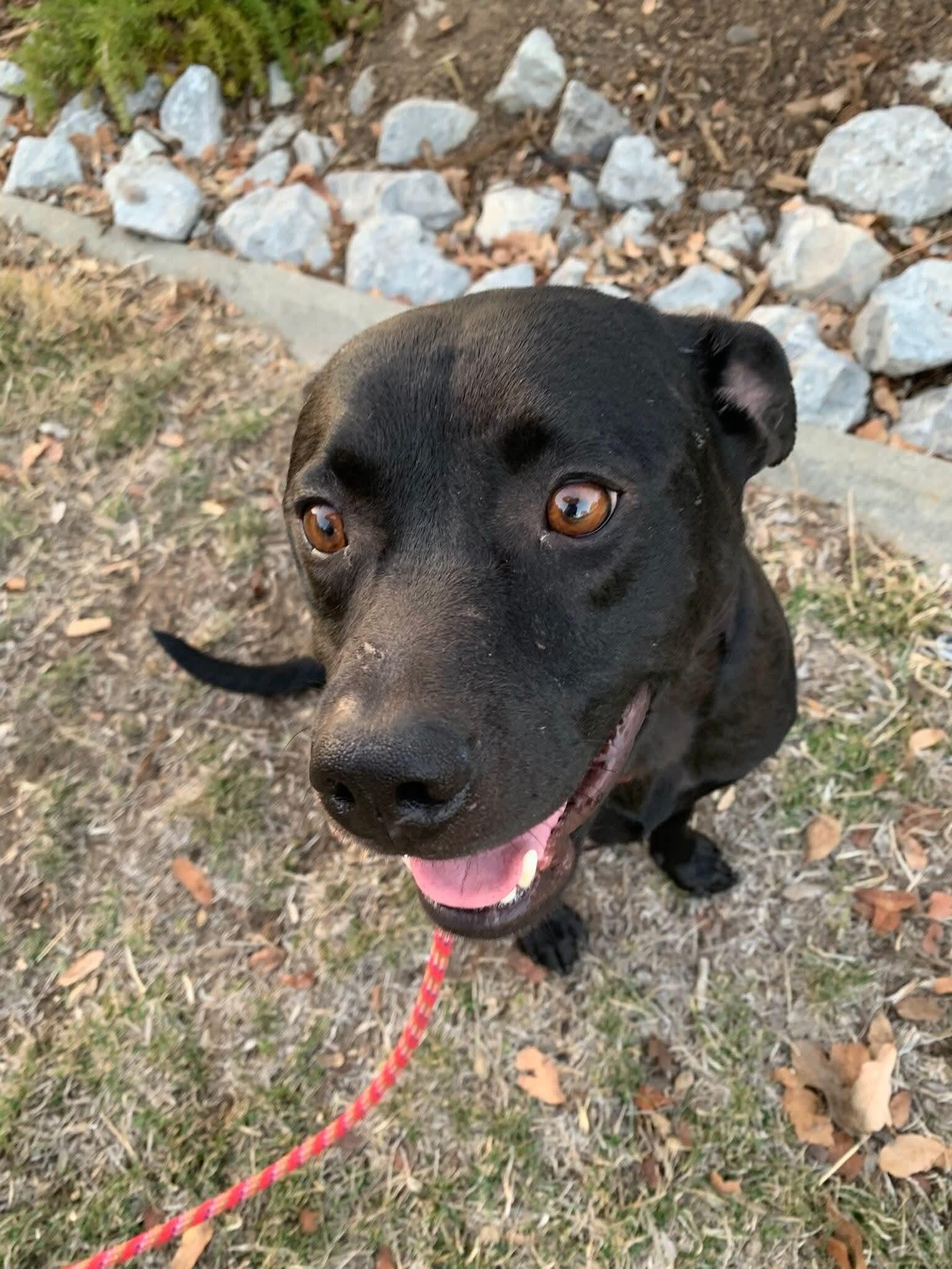 Gino, a Adoptable mixed breed in Cottonwood, CA image 3/4