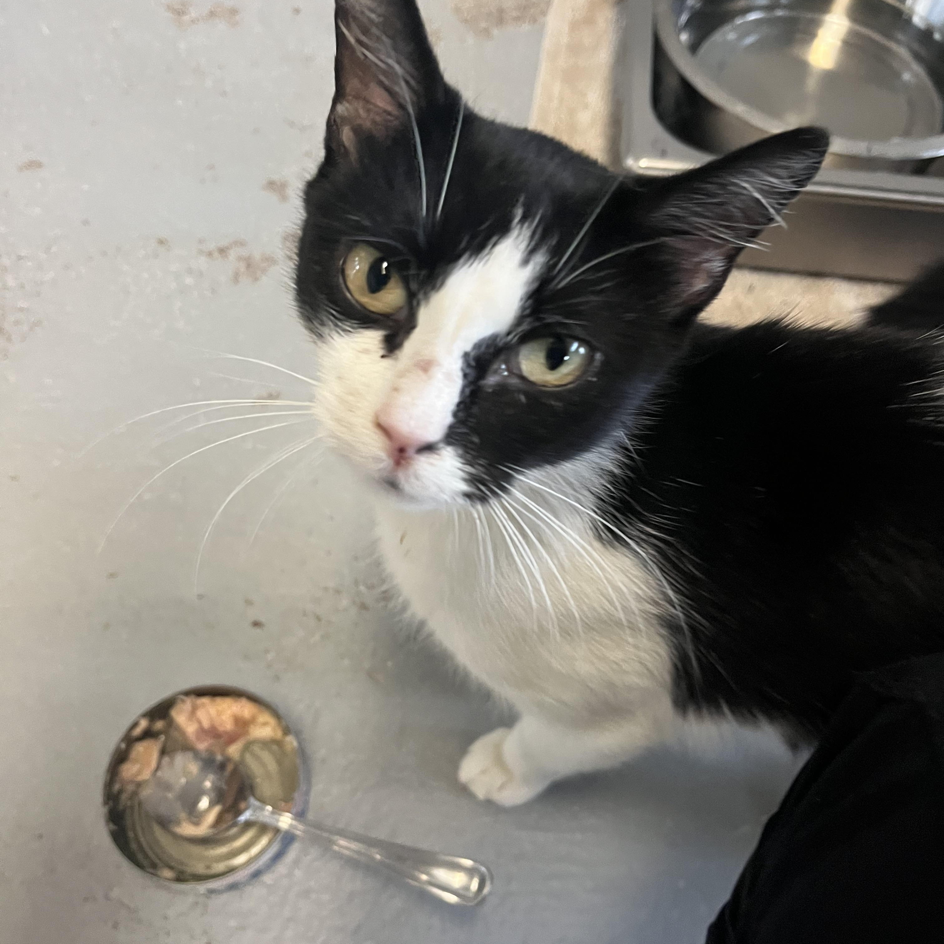 Amelia, Adoptable, Young Female Domestic Short Hair.