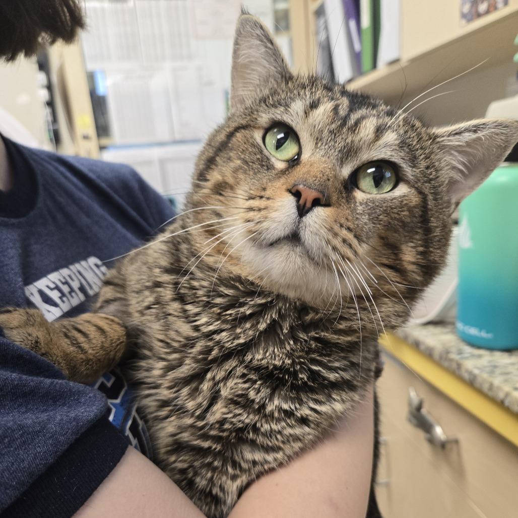 Peri, a Adoptable Domestic Short Hair in Nashville, TN image 1/6