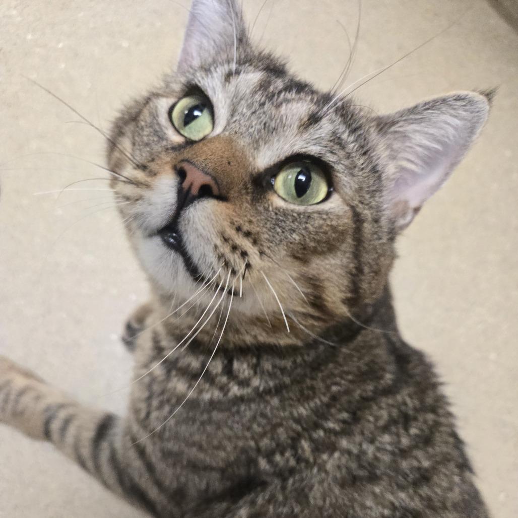 Peri, a Adoptable Domestic Short Hair in Nashville, TN image 2/6