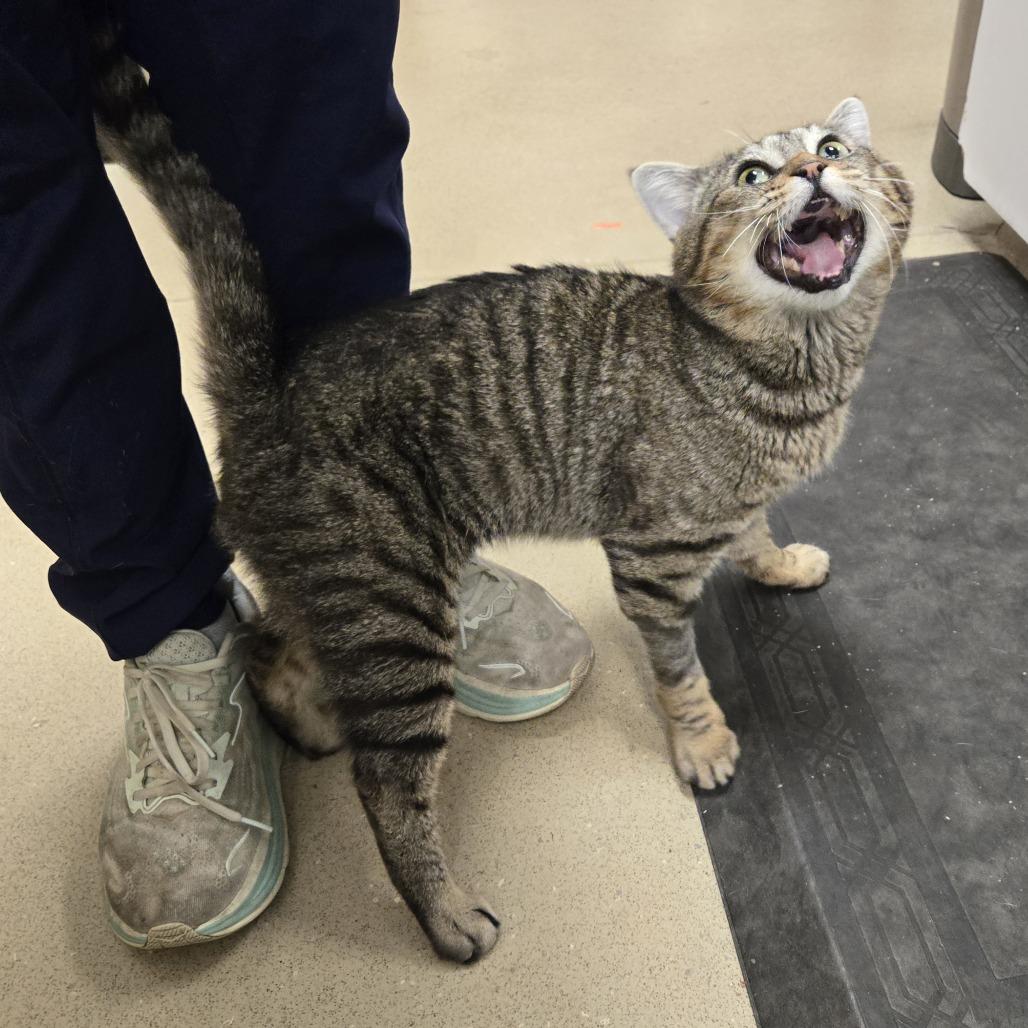 Peri, a Adoptable Domestic Short Hair in Nashville, TN image 3/6