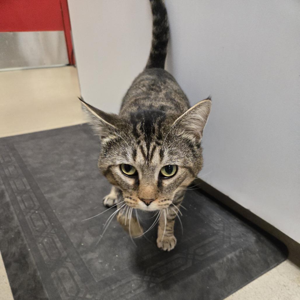 Peri, a Adoptable Domestic Short Hair in Nashville, TN image 4/6