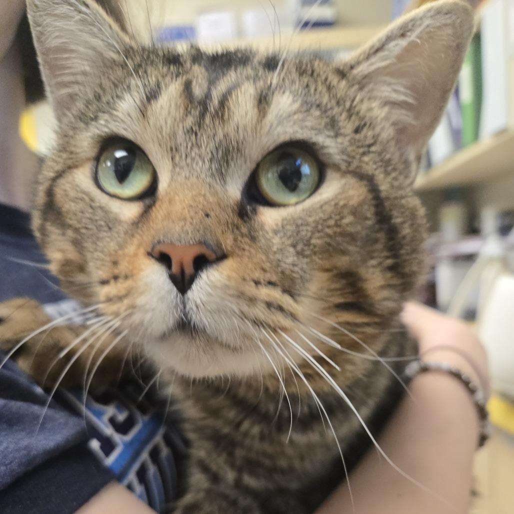 Peri, a Adoptable Domestic Short Hair in Nashville, TN image 5/6