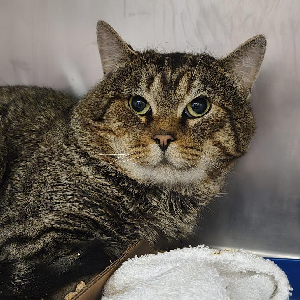 Peri, a Adoptable Domestic Short Hair in Nashville, TN image 6/6