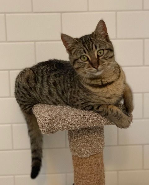 Enlarge Bristol, a Adoptable Domestic Short Hair in Campbell, CA image 1/8