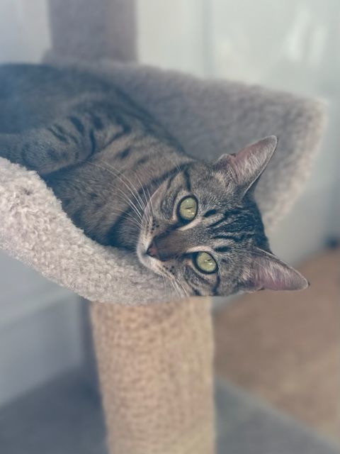 Enlarge Bristol, a Adoptable Domestic Short Hair in Campbell, CA image 2/8