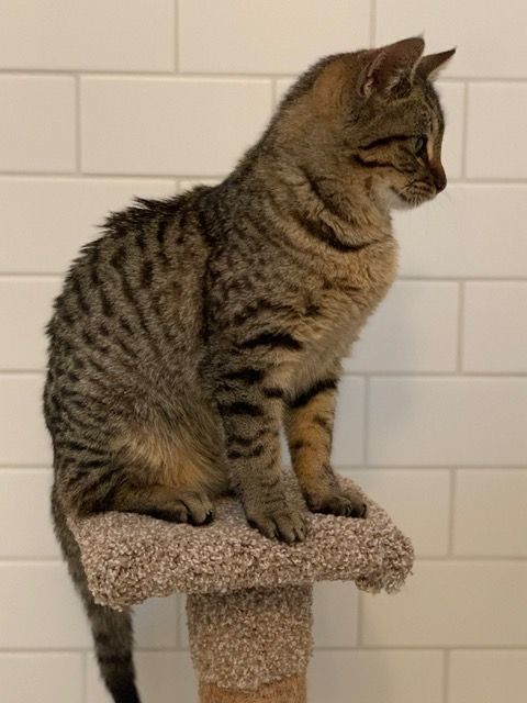 Enlarge Bristol, a Adoptable Domestic Short Hair in Campbell, CA image 3/8