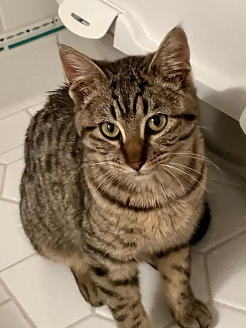 Enlarge Bristol, a Adoptable Domestic Short Hair in Campbell, CA image 4/8