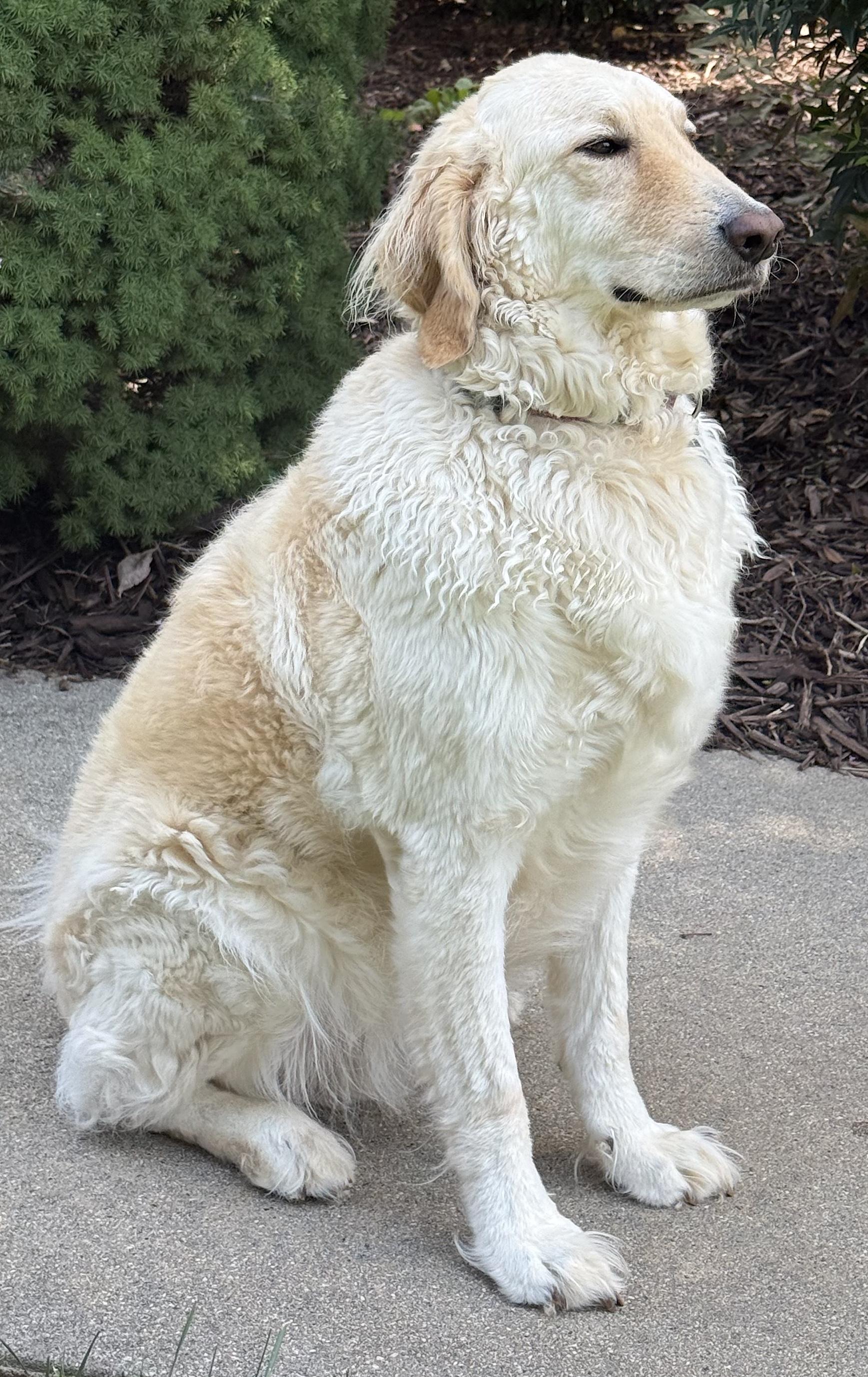 Enlarge Biscuit, a Adoptable mixed breed in Mount Airy, NC image 4/6