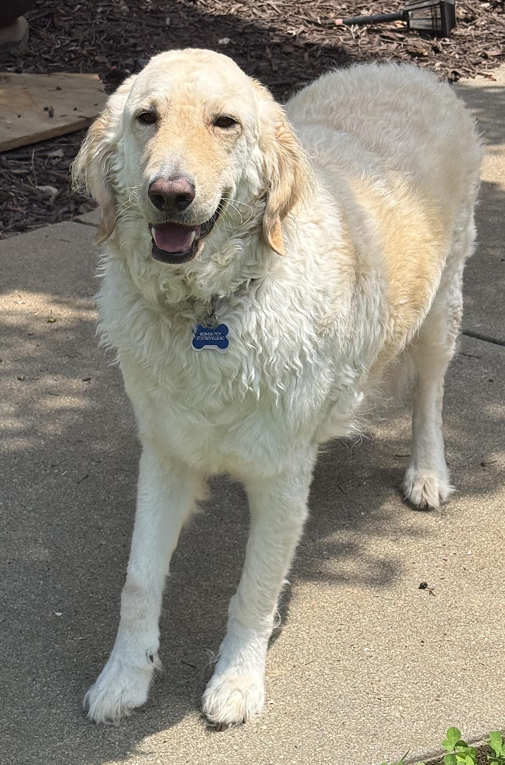 Biscuit, ADOPTABLE, Adult Male Golden Retriever & Great Pyrenees.