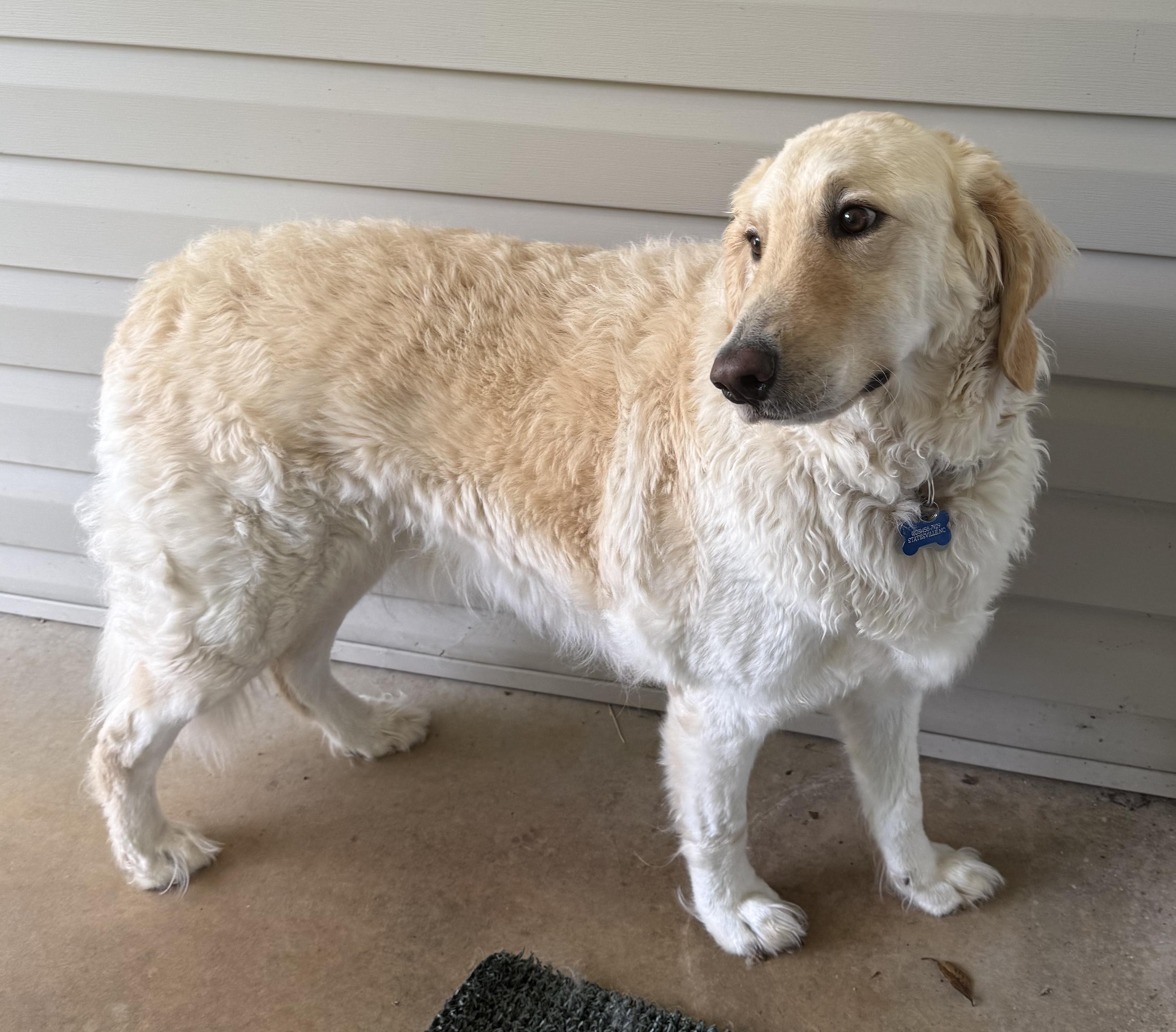 Enlarge Biscuit, a Adoptable mixed breed in Mount Airy, NC image 5/6