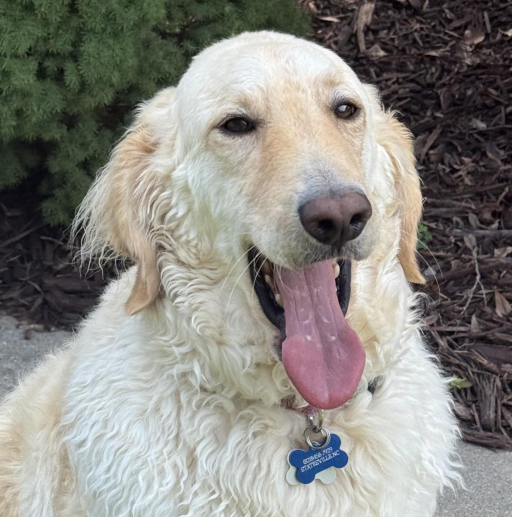 Enlarge Biscuit, a Adoptable mixed breed in Mount Airy, NC image 2/6