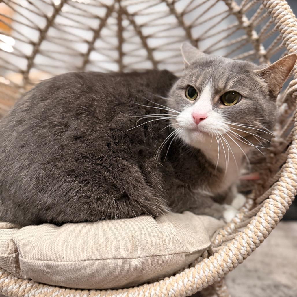 Orlando, Adoptable, Adult Male Domestic Short Hair.