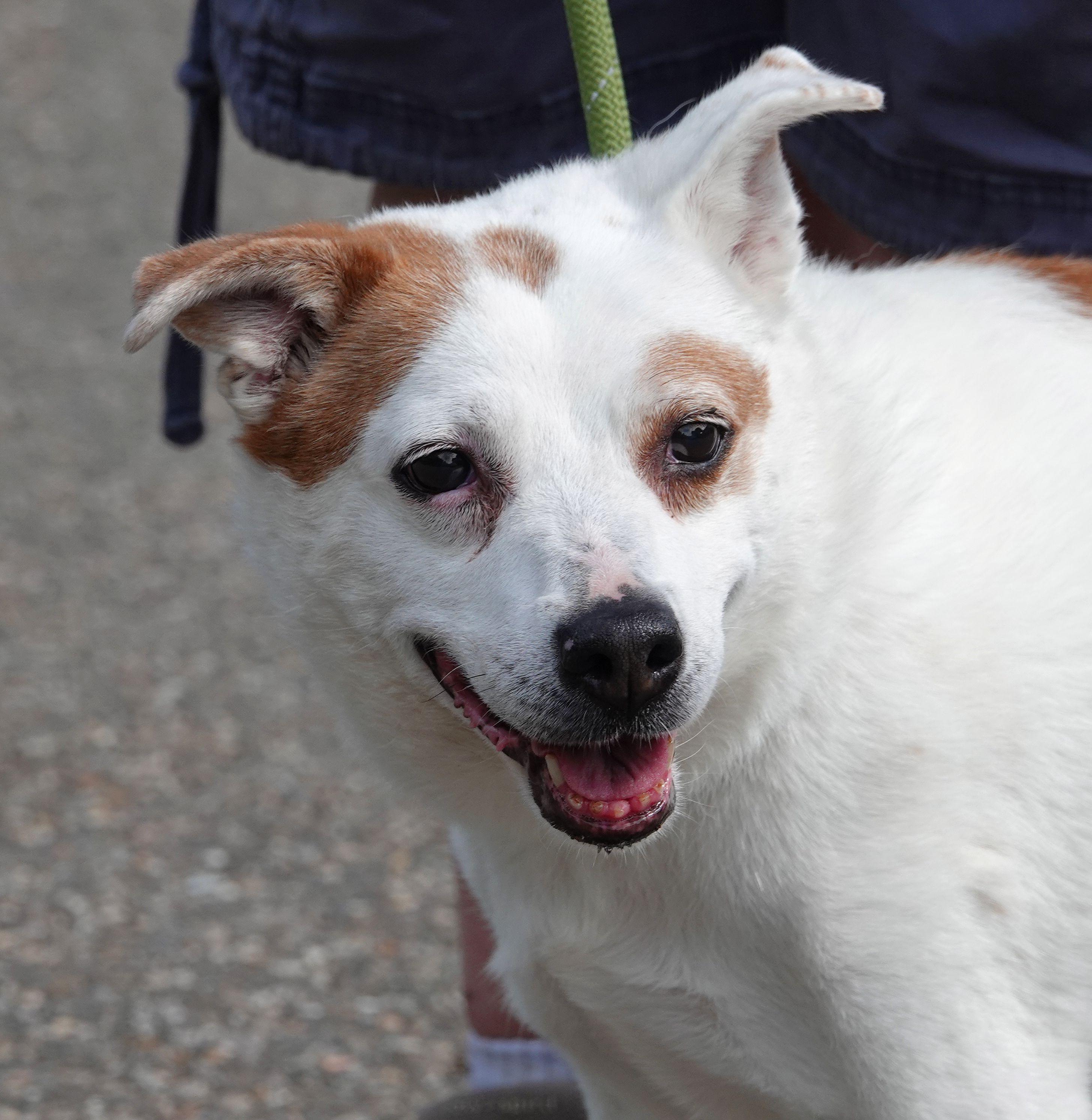 Enlarge Sadie, a ADOPTABLE Mixed Breed in Millfield, OH image 1/2