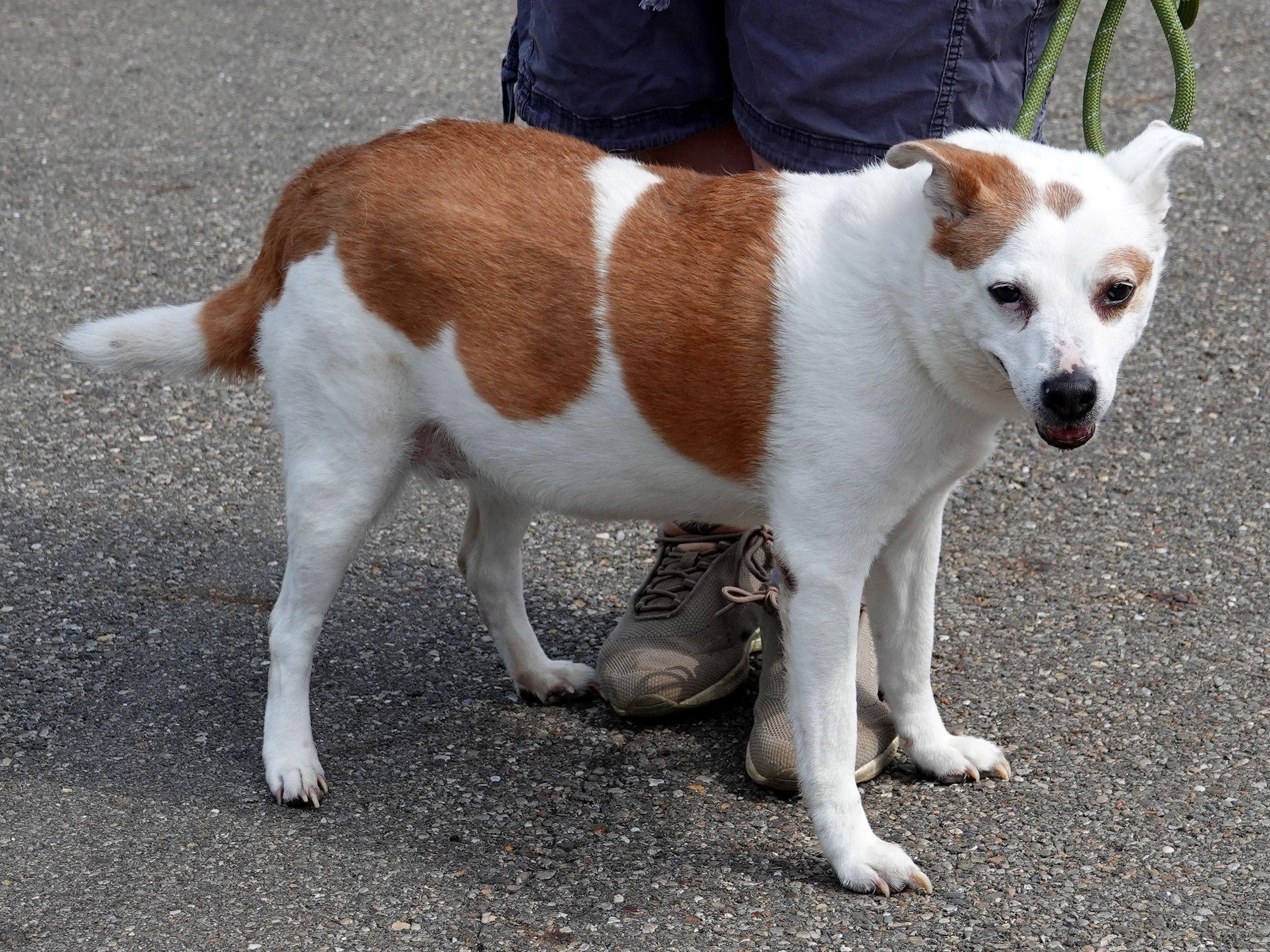 Enlarge Sadie, a ADOPTABLE Mixed Breed in Millfield, OH image 2/2