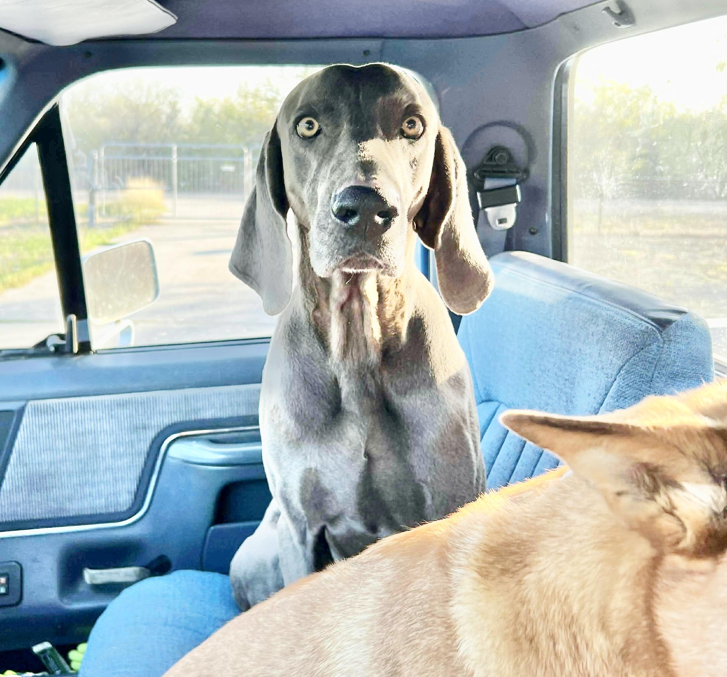 Andy, a Adoptable Weimaraner in DeWitt, NY image 3/6