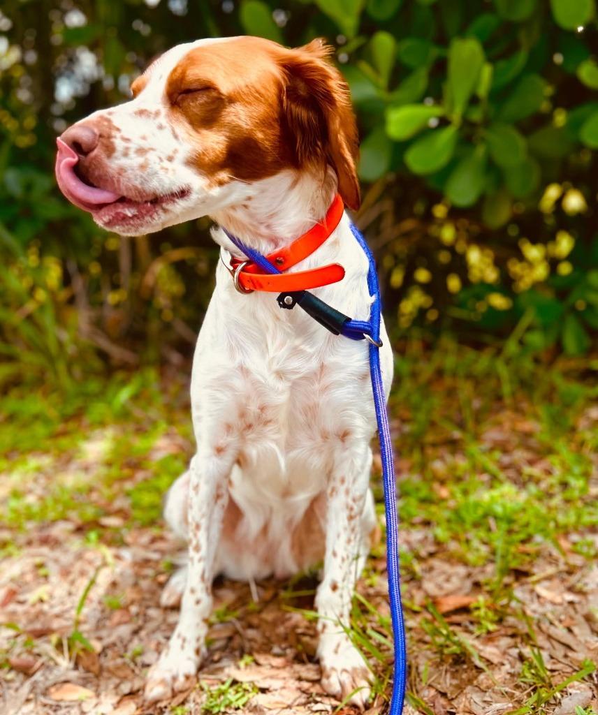 Enlarge KELSEA, a Adoptable Brittany Spaniel in Palm City, FL image 1/6