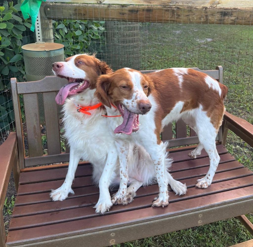 DOLLY & KELSEA, a Adoptable Brittany Spaniel in Palm City, FL image 1/4