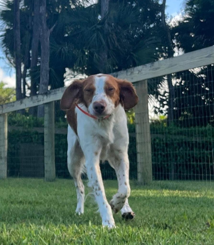 DOLLY & KELSEA, a Adoptable Brittany Spaniel in Palm City, FL image 2/4