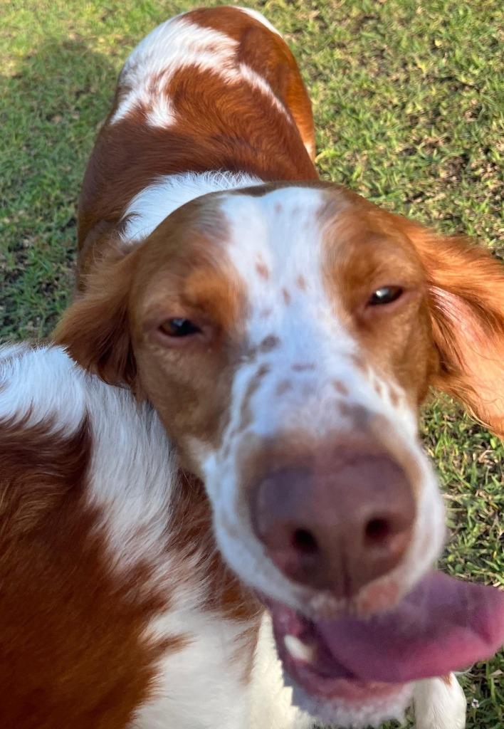 DOLLY & KELSEA, a Adoptable Brittany Spaniel in Palm City, FL image 3/4