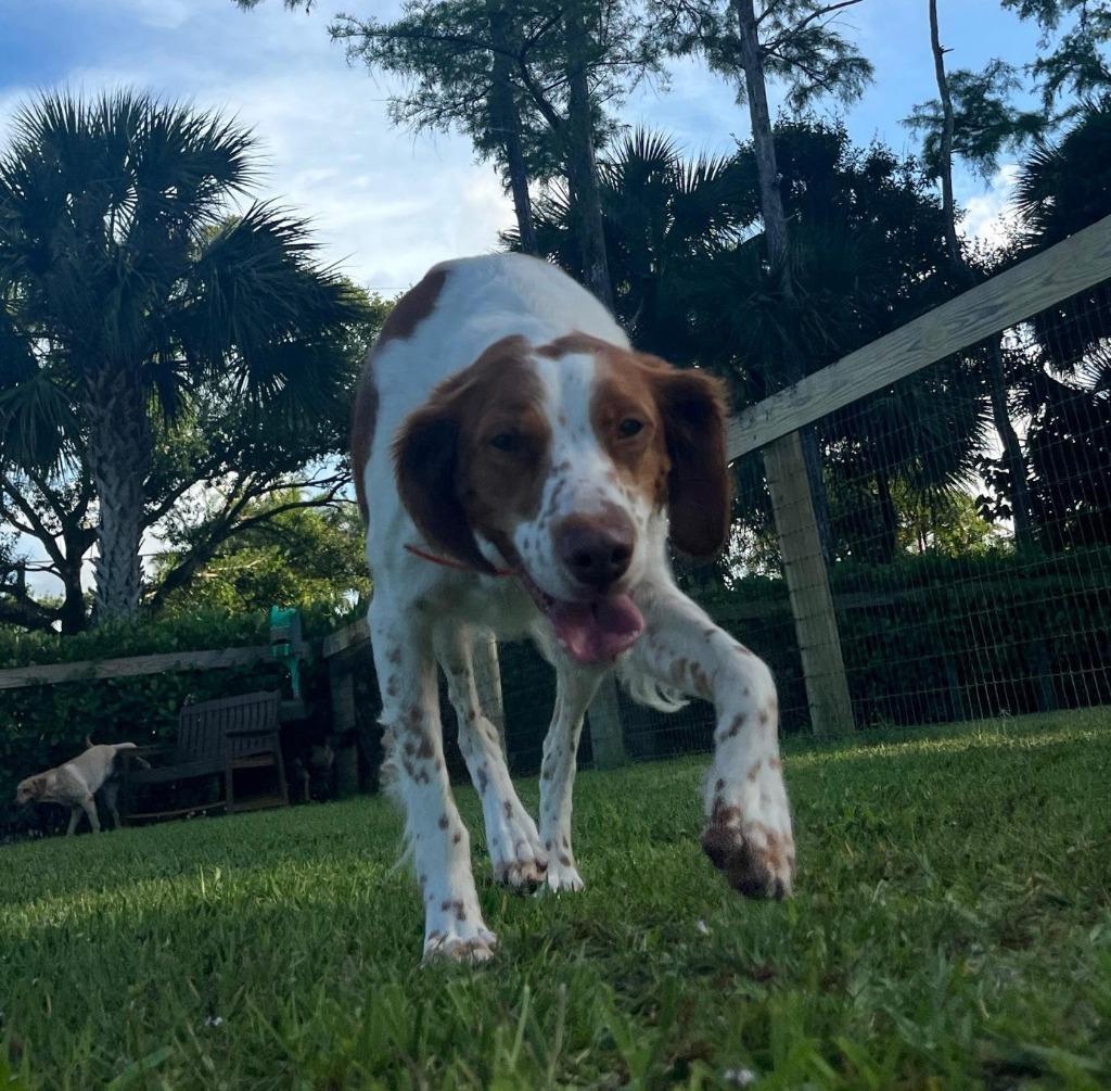 DOLLY & KELSEA, Adoptable, Young Female Brittany Spaniel.