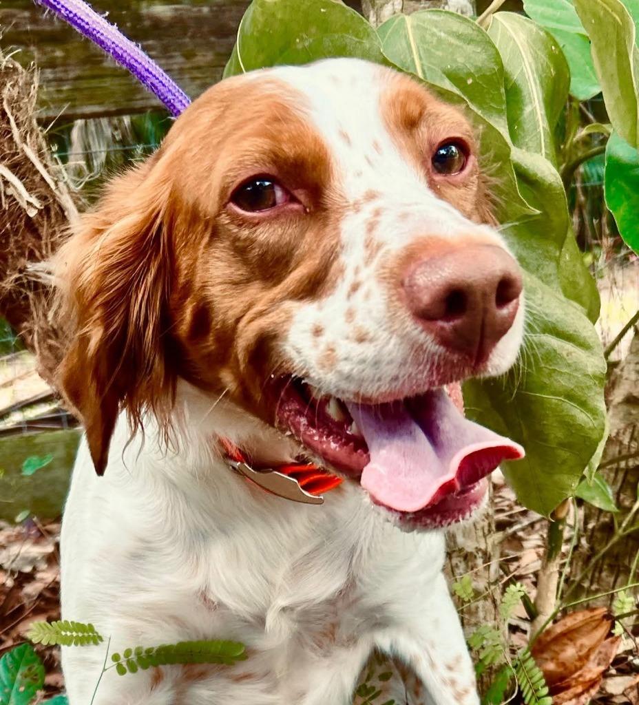 Enlarge KELSEA, a Adoptable Brittany Spaniel in Palm City, FL image 6/6