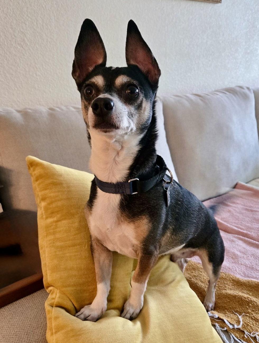 Charlie, Adopted, Adult Male Chihuahua.