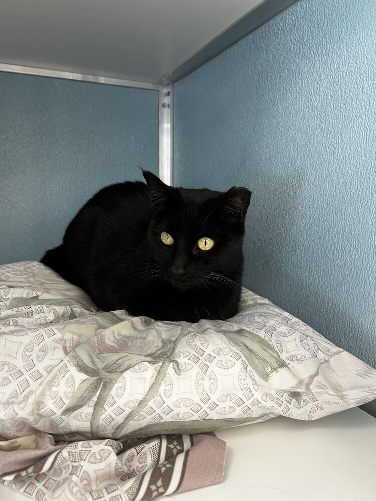 Allison, Adoptable, Adult Female Domestic Short Hair.