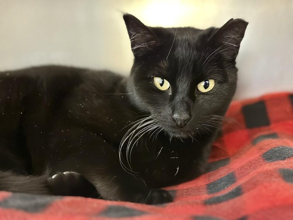 Enlarge Allison, a Adoptable mixed breed in Milltown, NJ image 2/3