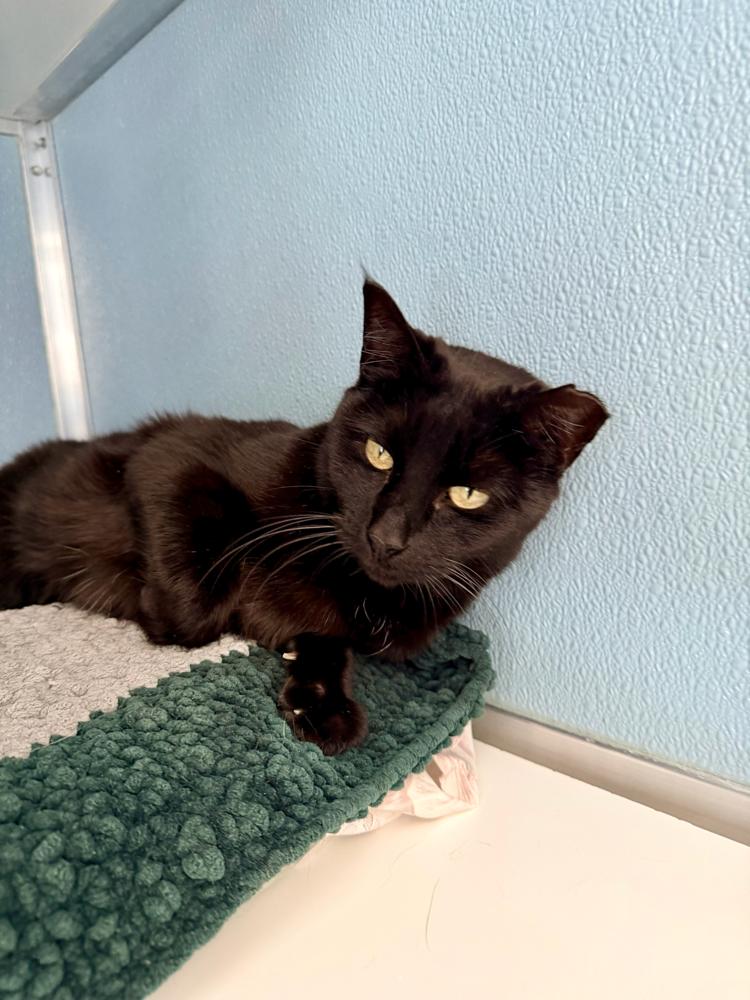 Enlarge Allison, a Adoptable mixed breed in Milltown, NJ image 3/3