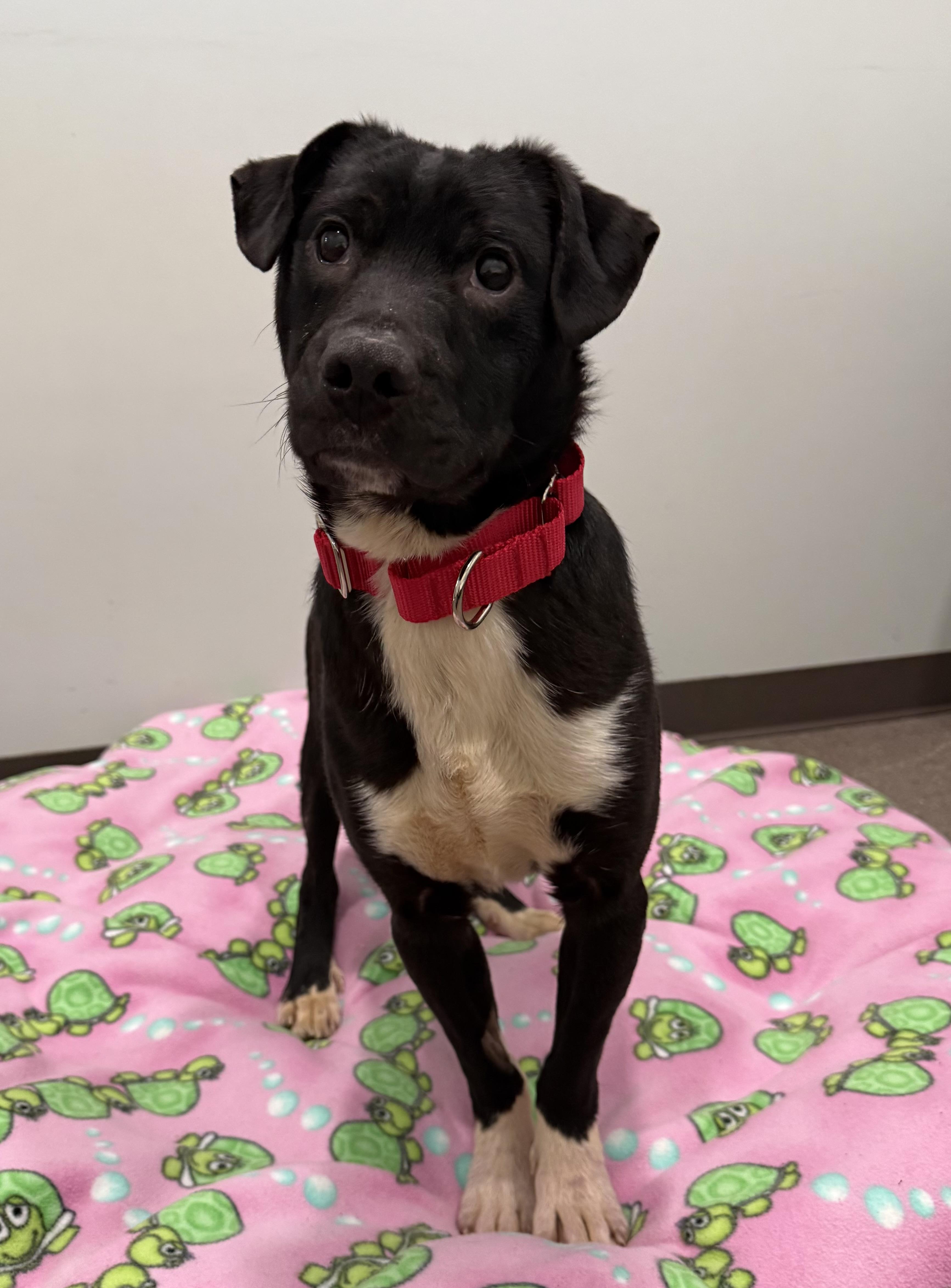 Dustin- Under 40 pounds, ADOPTABLE, Young Male Mixed Breed.